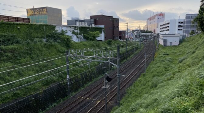 2023年5月15日 実る河内晩柑